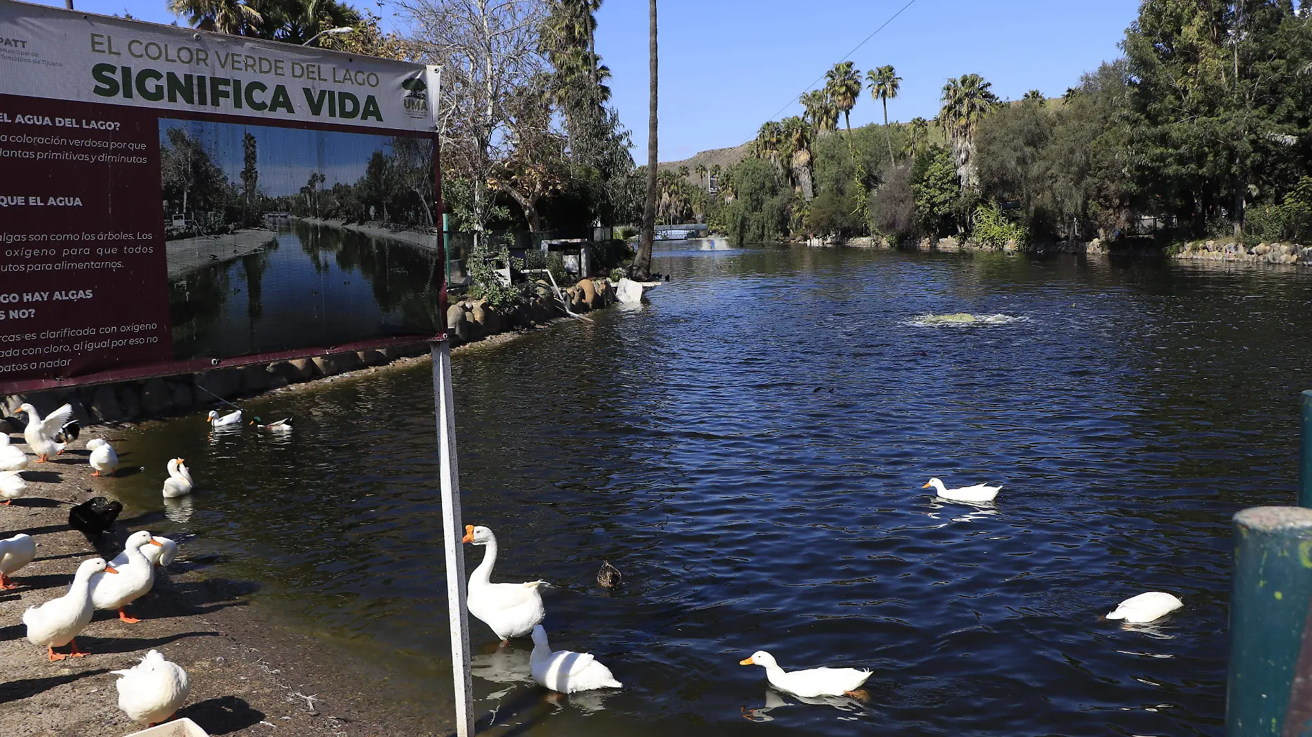 11-cl-lago en parque morelos-1